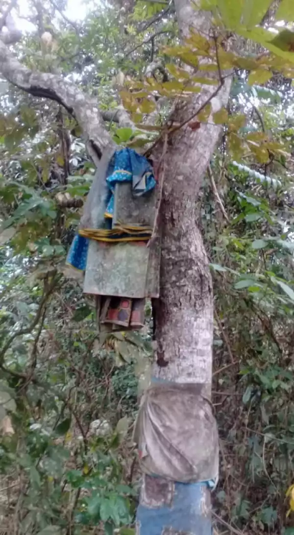 Uncle Uses Juju To Deport His 7 Nephews, Writes Their Names On A Tree In Evil Forest